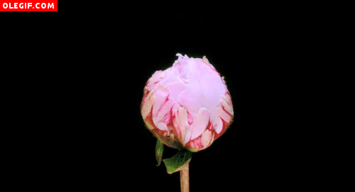 GIF: Peonía rosa