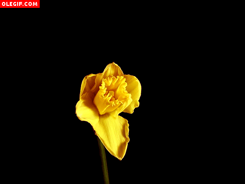 GIF: Narciso amarillo