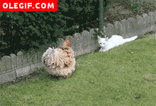 GIF: Gato peleando con una gallina