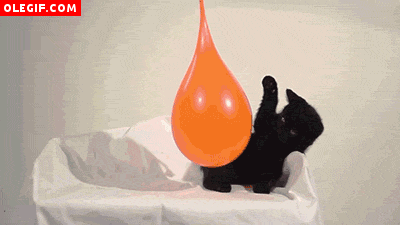 GIF: Gatito jugando con un globo
