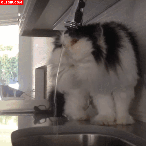 GIF: Gato con sed