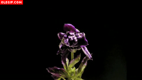 GIF: Bonita flor morada