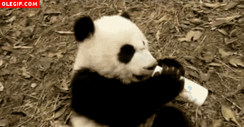 GIF: Panda tomando un biberón