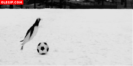 GIF: Pingüinos jugando al fútbol