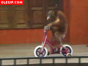 GIF: Orangután en una bicicleta