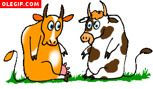 GIF: Vacas enamoradas