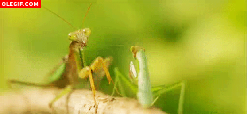 GIF: Mantis religiosa sobre una rama