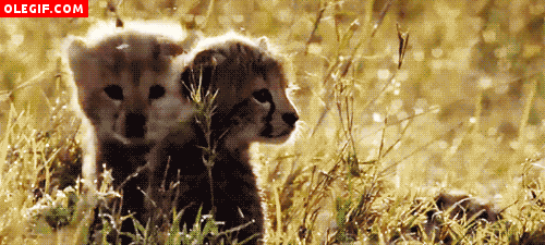 GIF: Cachorros de guepardo