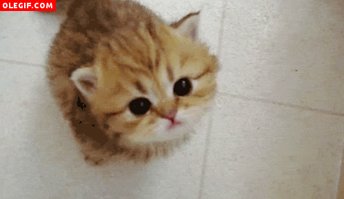 GIF: Gatito maullando