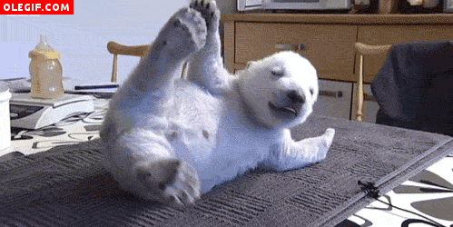 GIF: Bebé de oso polar