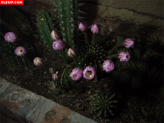 GIF: Flores de cactus