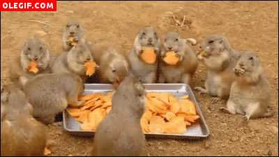 GIF: Marmotas comilonas