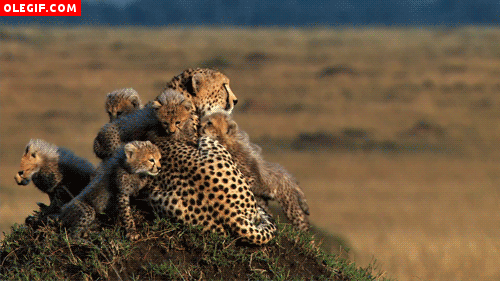 GIF: Familia de guepardos