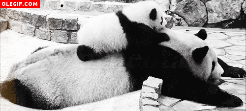 GIF: Caída de un oso panda