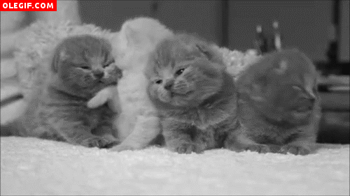 GIF: Camada de gatitos