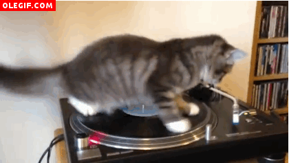 GIF: Gato girando en un tocadiscos