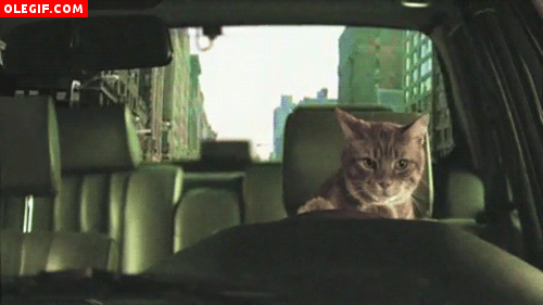 GIF: Gato al volante