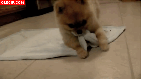GIF: Perro con una toalla