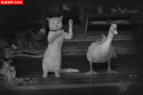 GIF: Gato y pato bailando