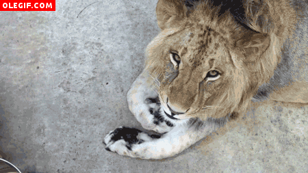 GIF: Un joven león
