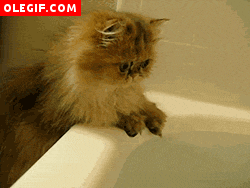 GIF: Gato tocando el agua
