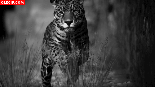 GIF: Jaguar a la caza