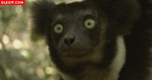 GIF: Lémur masticando
