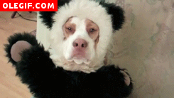 GIF: Perro disfrazado de oso panda
