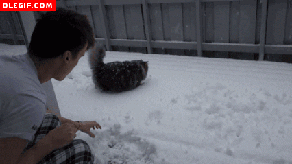 GIF: Gato jugando en la nieve