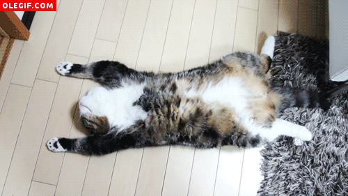 GIF: Gato tumbado panza arriba