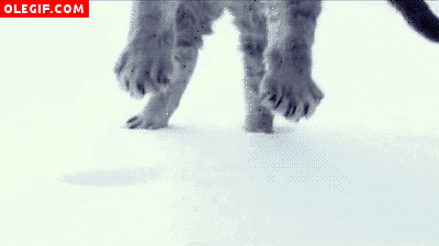 GIF: Gato cayendo sobre la nieve