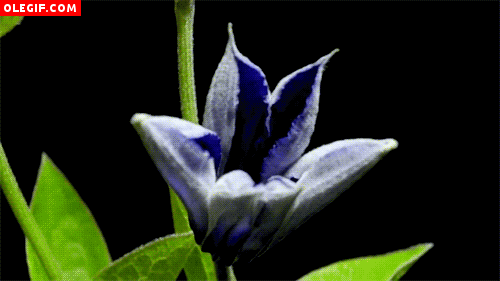 GIF: Flor azul abriendo sus pétalos