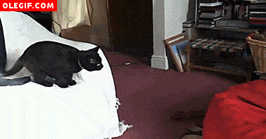 GIF: Gato saltando a un puf