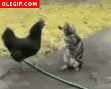 GIF: Pelea de un gallo contra un gato