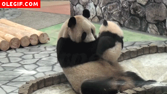 GIF: El amor de un panda por su madre
