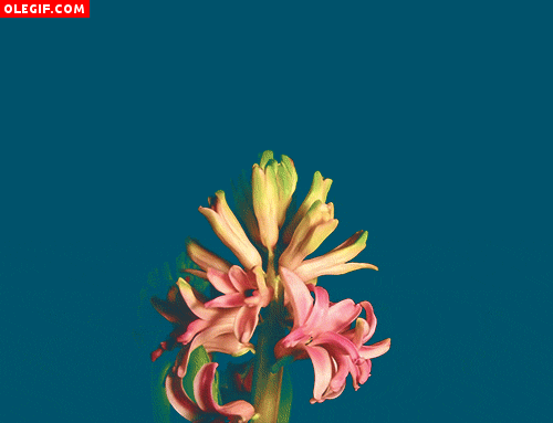 GIF: Flores en movimiento