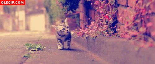 GIF: Gatito observando las flores