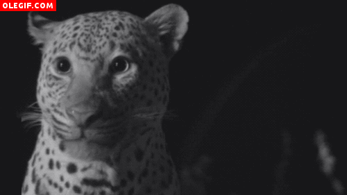 GIF: Leopardo relamiéndose