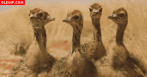 GIF: El baile de las avestruces