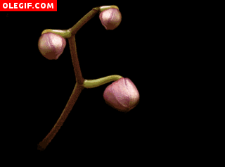 GIF: Orquídea abriendo sus pétalos
