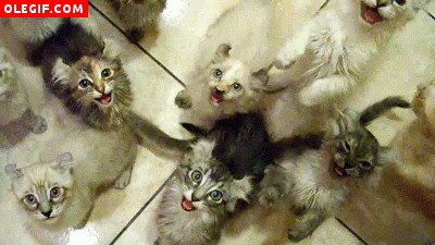GIF: Parece que estos gatitos están hambrientos