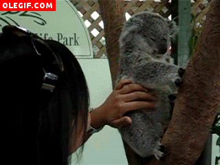 GIF: Koala moviendo las orejas