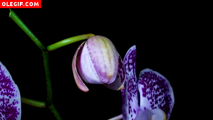 GIF: Orquídea jaspeada abriendo lentamente sus pétalos