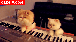 GIF: Mira a estos gatos cómo tocan el piano
