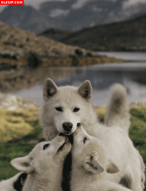 GIF: Mira a estos lobos dando mordisquitos a mamá