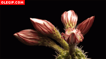 GIF: Varias flores de cactus abriéndose a la vez