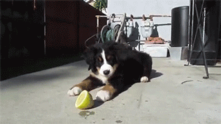 GIF: Está claro que a este perro no le gusta el aroma del limón