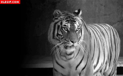 GIF: Soy un tigre enojado, no te acerques