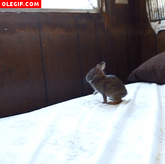 GIF: Este conejo se queda con las ganas de mirar por la ventana