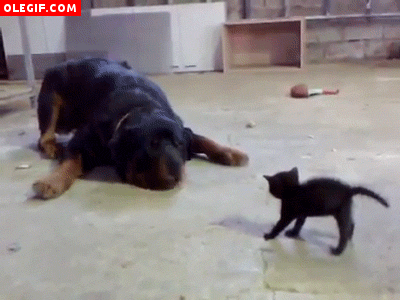 GIF: Mira como este pequeño gato pone en pie al perro